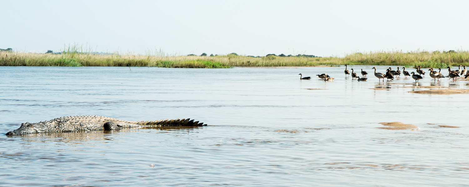 Crocodile in Zambezi river, Zambia Africa