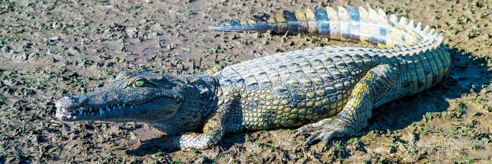 Krokodil op de oever van de Zambezi River, Zambia, Afrika