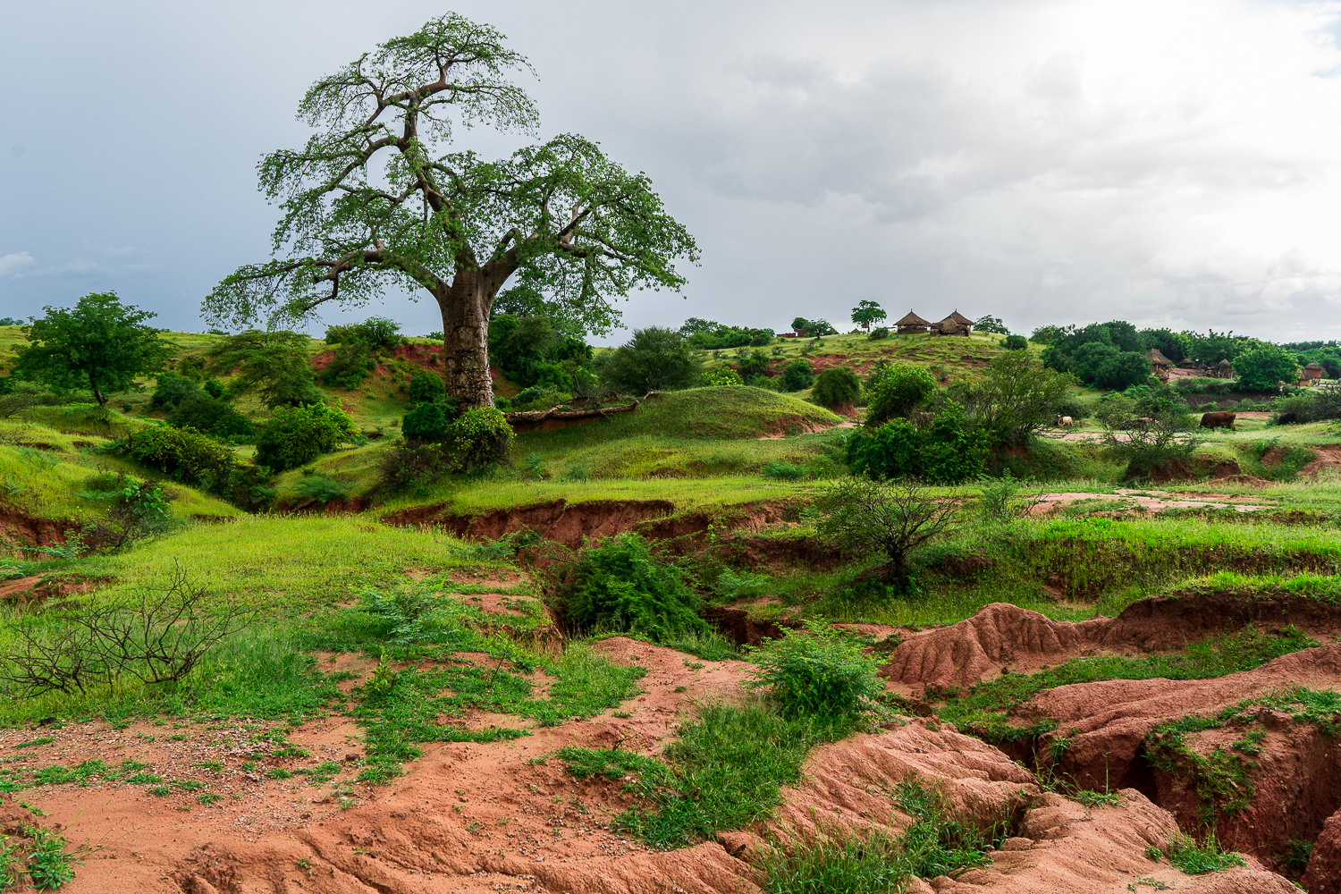 Majestic Baobab, op weg naar Lake Kariba staat deze prachtige boom.