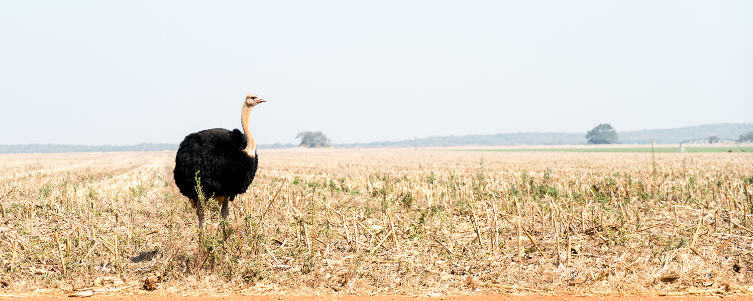 Ostrich oftewel struisvogel in Zambia, Afrika